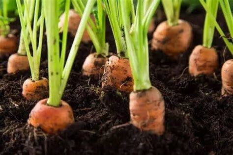 How You Can Start The Business Of Carrot Farming