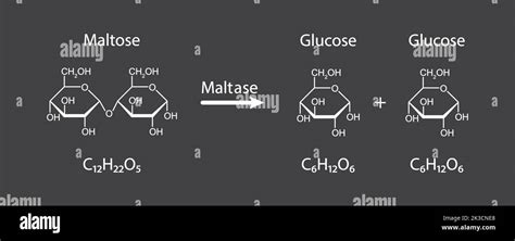 Maltase enzyme Effect On Maltose Sugar Molecule. Maltose Hydrolysis ...