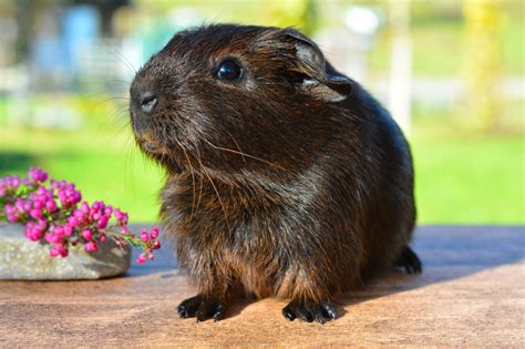 Brown Guinea Pig image - Free stock photo - Public Domain photo - CC0 Images