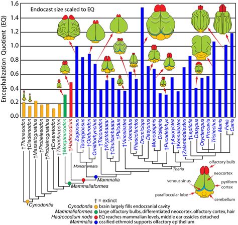 brain evolution Chart showing encephalization... - Only Time Lines