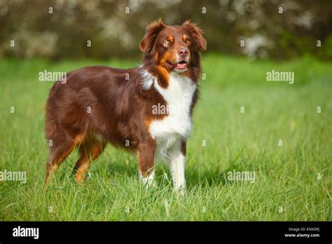 Australian Shepherd, red-tri|Australian Shepherd, Ruede, red-tri Stock ...