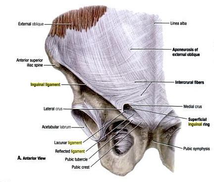 Inguinale