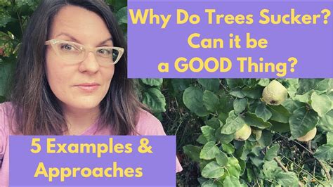 Why Do Trees Sucker? Can Suckers Be a Good Thing? Let’s Look at Some ...