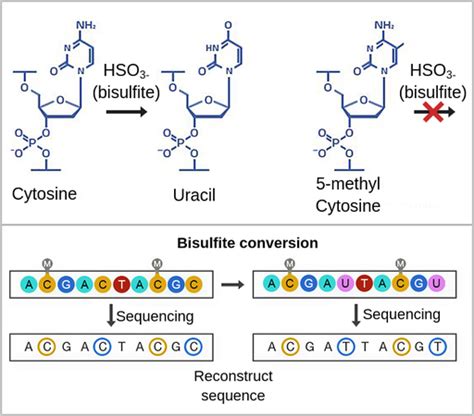 DNA Methylation - Labster