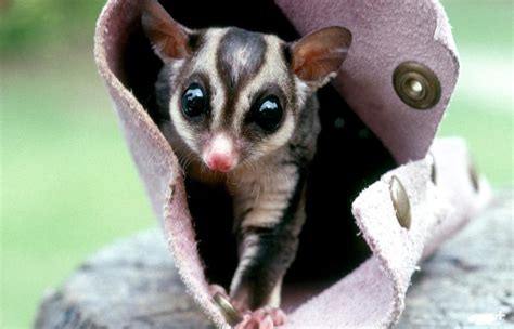 Sugar Glider | San Diego Zoo Animals & Plants