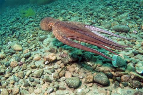 Giant Pacific Octopus Facts: Habitat, Diet, Conservation, & More