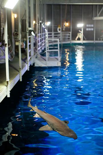 Feeding Sharks at the Mandalay Bay Shark Reef Aquarium