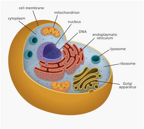 What Is A Cell Facts Yourgenome Org - Organelles Biology , Free Transparent Clipart - ClipartKey