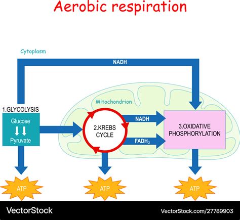 Aerobic respiration and krebs cycle in Royalty Free Vector