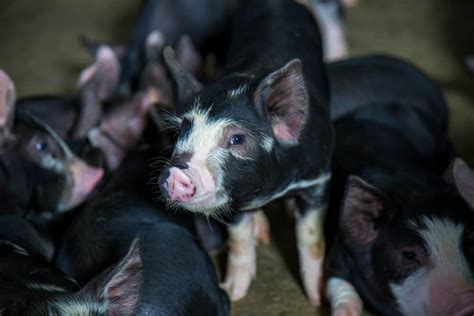 Berkshire Pig Facts You Need To Know - Northern Nester