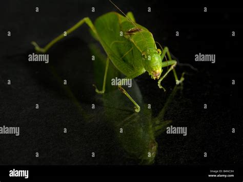 Macro image of a bright green katydid Stock Photo - Alamy