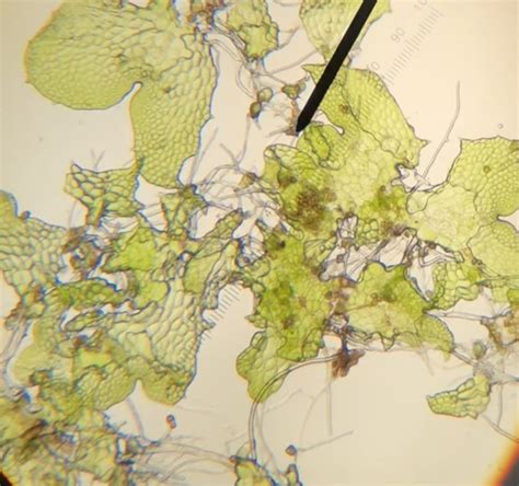 Fern Gametophyte [5x] : botany