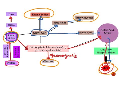 ShowMe - protein metabolism