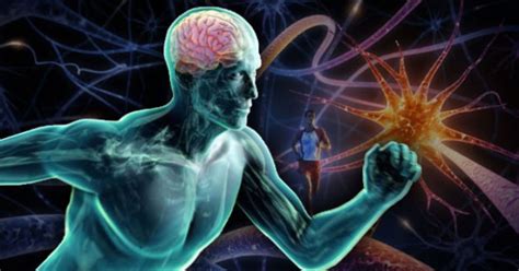 What Exercise REALLY does to your Brain • BrainSmart Website