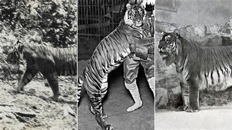 What Tigers Are Extinct? - Online Field Guide