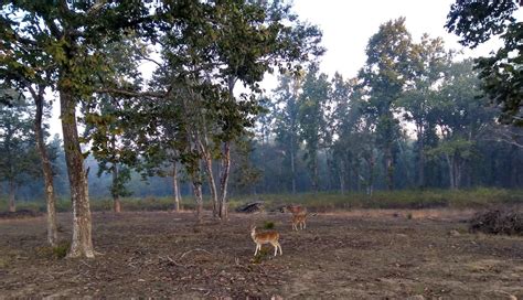 All About Kanha Kisli National Park | Tiger Reserve |A Two Day & one Night Trip to Kanha - What ...