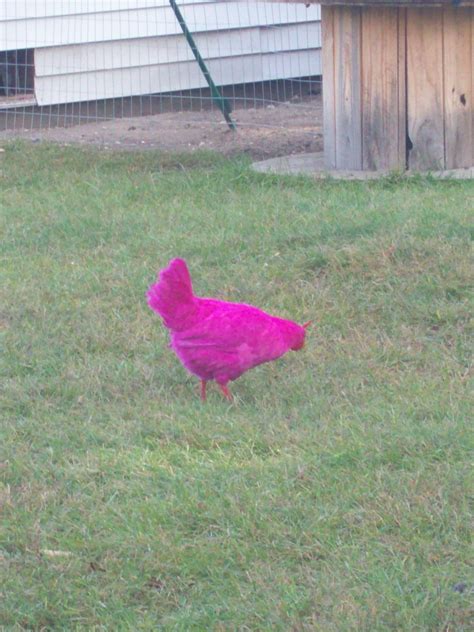 yes a pink chicken Cute Chickens, Chickens Backyard, Chicken Breeds ...