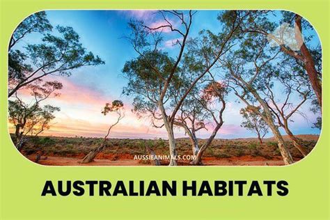 Australia's Unique Wildlife Habitats | Aussie Animals