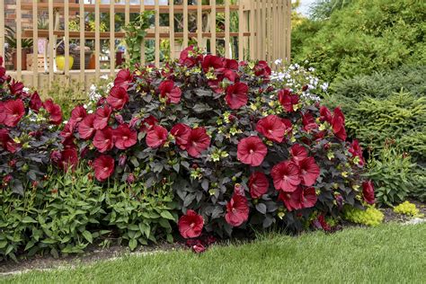 Hardy Hibiscus Pictures - National Garden Bureau