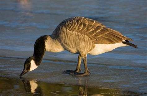 Canada Goose | The Biggest Animals Kingdom