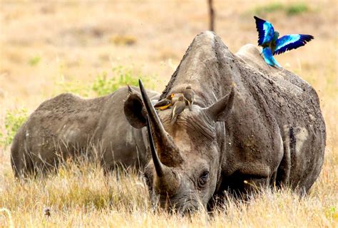 Secure Vital Black Rhino Habitat in Kenya – Rainforest Trust