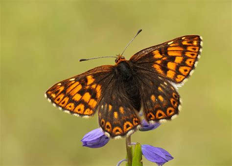 The Duke of Burgundy Butterfly! - Back From The Brink