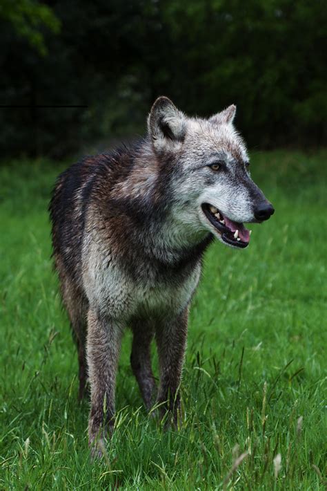 Mai | This is Mai, one of the canadian wolf pack at the UK W… | Flickr