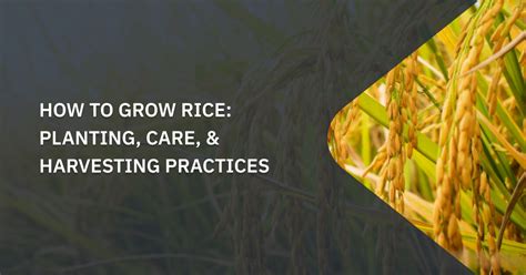 How To Grow Rice: Planting, Care, & Harvesting Practices