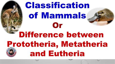 Classification of mammals | Difference between Prototheria, Metatheria and Eutheria | HSR ...