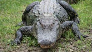 171 Good and Funny Alligator Names – Animal Names