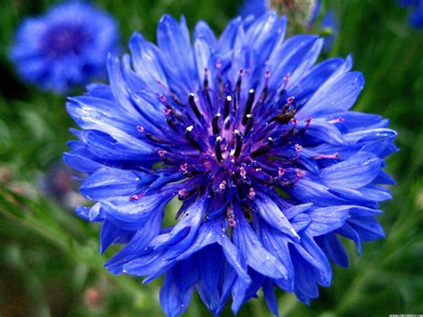 Blue flower HD | High Definition Wallpapers, High Definition Backgrounds