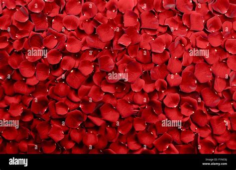 Red Rose Petals Background - Real Roses Petals Backdrop. Floral Backgrounds Photo Collection ...