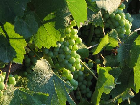 Grape Vines | Grape Vines | E Photos | Flickr