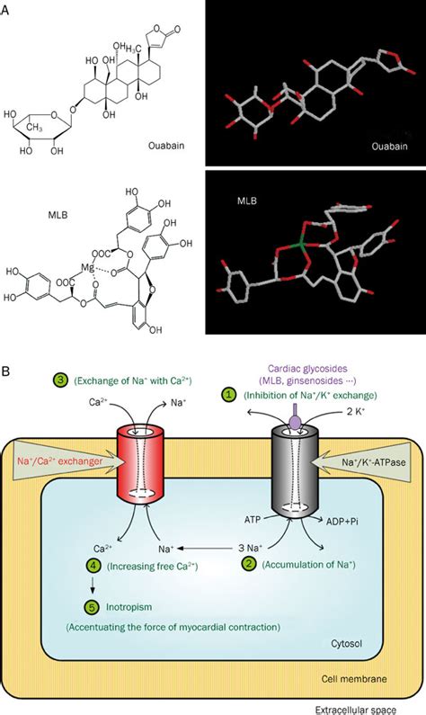 A) Chemical structures of ouabain and MLB. The 3D structures of ouabain ...