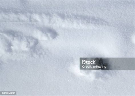 Gray Wolf And Coyote Tracks Stock Photo - Download Image Now - Animal ...