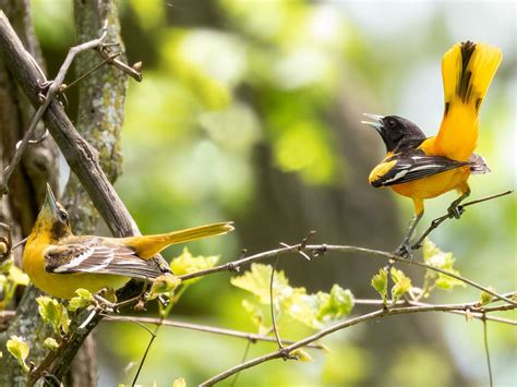 Female Baltimore Orioles (Male vs Female Identification) | Birdfact