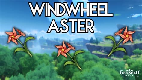 All Windwheel Aster Locations | Genshin Impact - YouTube