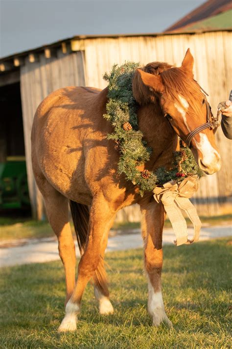 Dun or Chestnut with Weird Markings? | The Horse Forum