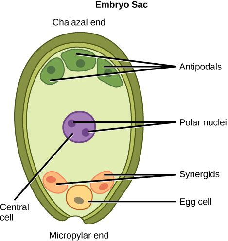 The Life Cycle of Seed Plants the Development of Gymnosperm and ...