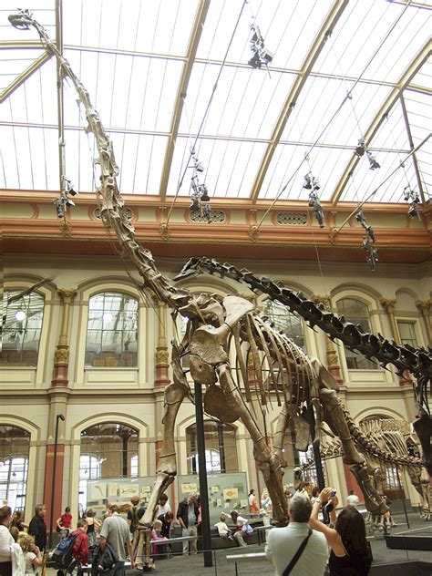 The Humboldt Museum's reconstruction of Brachiosaurus brancai is the ...