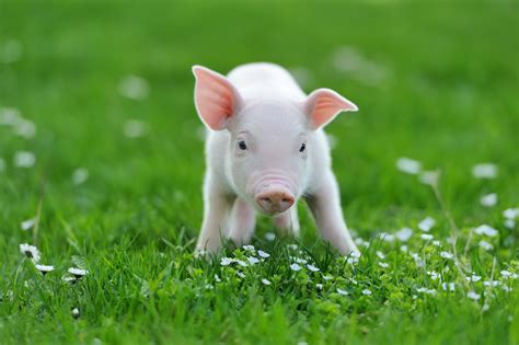 The Do’s and Don’ts of Keeping a Baby Pig as a Pet - MyStart