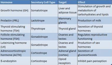 Pituitary Gland Hormones And Their Functions