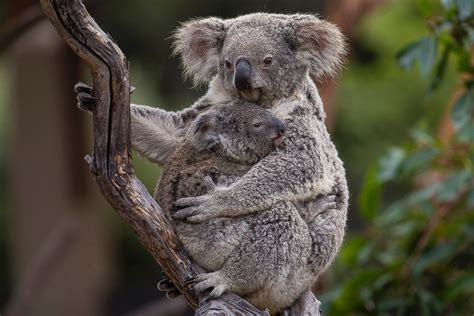 A Koala Snuggles With His Mom Picture | The cutest animals roundup ...