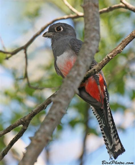 Blue-crowned Trogon | BirdPhotos.com