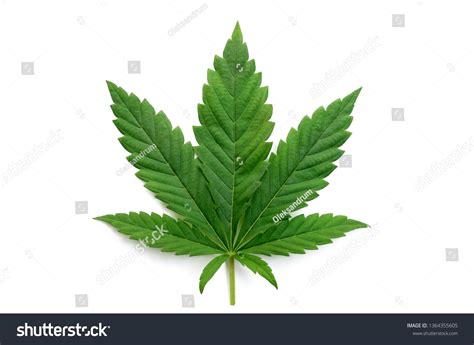 El cannabis verde deja aislado en Foto de stock 1364355605 | Shutterstock