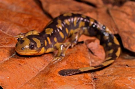 Bakgrundsbilder : manlig, biologi, amfibie, fisk, fauna, ryggradsdjur, salamander, ambystoma ...