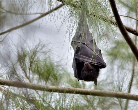 Black Flying Fox - Facts, Diet, Habitat & Pictures on Animalia.bio ...