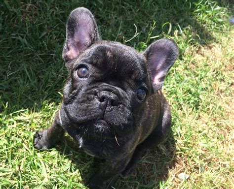 Black Brindle French Bulldog Puppies - InfoRekomendasi.com