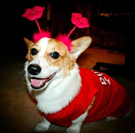 My #Corgi Valentine, Sweet Comic Valentine - The Daily Corgi