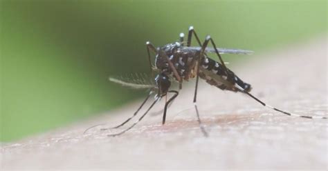 Your smell can make you a mosquito magnet, researchers say - CBS Boston